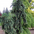 Псевдотсуга Мензиса Glauca Pendula