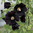 Шток-роза Черная