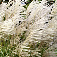 Мискантус китайский Грациелла