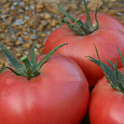 Томат Розанна F1