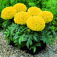 Бархатцы прямостоячие Антигуа Голд