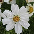 Космея Соната Вайт