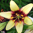 Лилия азиатская Танго Бамблби Лилия азиатская Танго Бамблби