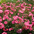 Роза Почвопокровная Mirato Роза Почвопокровная Mirato