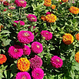 Цинния Гиганты Бенари смесь окрасок