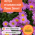 Астра итальянская Пинк Зенит Астра итальянская Пинк Зенит
