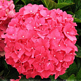 Гортензия крупнолистовая Форевэ