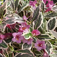 Вейгела цветущая Вервайг