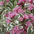 Вейгела цветущая Вервайг