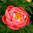 Пион травянистый Корал Чарм Пион травянистый Корал Чарм