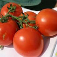 Томат Любимец Подмосковья