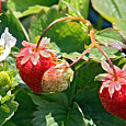 Земляника садовая Снежана Земляника садовая Снежана