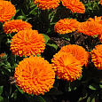 Календула махровая Оранжевый король