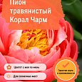 Пион травянистый Корал Чарм Пион травянистый Корал Чарм