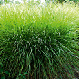 Мискантус китайский Мискантус китайский