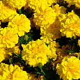 Бархатцы отклоненные махровые Бой желтые