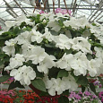 Бальзамин ампельный Тумблер Вайт