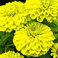 Цинния лиллипут Лимонная