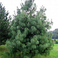 Сосна гималайская Griffithii