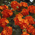 Пеларгония зональная Маверик Оранж
