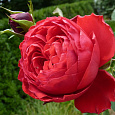 Роза чайно-гибридная Мейян Травиата Роза чайно-гибридная Мейян Травиата