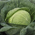 Капуста Белокочанная Мегатон f1