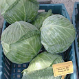 Капуста Белокочанная Ринда f1