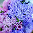 Агератум Весенние капели