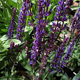 Сальвия дубравная Карадонна