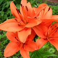 Лилия азиатская Лондрина