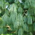 Сосна гималайская Griffithii