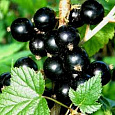 Смородина черная Добрый Джин