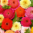 Цинния скабиозоцветковая Смесь окрасок