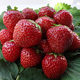 Земляника садовая Корона