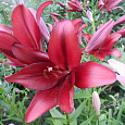 Лилия ЛА-гибрид Пепл Даймонд Лилия ЛА-гибрид Пепл Даймонд