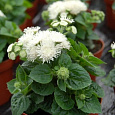 Агератум Клауд Найн Вайт