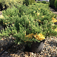 Можжевельник китайский Variegata Можжевельник китайский Variegata