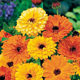 Календула низкорослая Пигми смесь окрасок