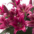 Лилия ОТ-гибрид Палаццо