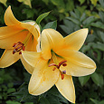 Лилия ОТ-гибрид Террасол Лилия ОТ-гибрид Террасол