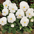 Виола крупноцветковая Матрикс Вайт