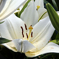 Лилия восточная горшечная Тру Эмоушн