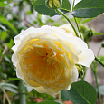 Роза английская парковая Пилгрим