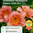 Лилейник гибридный Siloam Little Girl