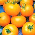 Томат Апельсин