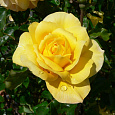 Роза чайно-гибридная Голд Глоу Роза чайно-гибридная Голд Глоу