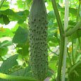 Огурец гибридный F1 Вирента
