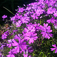 Флокс шиловидный Пёпл Бьюти