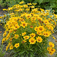 Кореопсис Золотой малыш