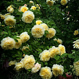 Роза английская парковая Пилгрим